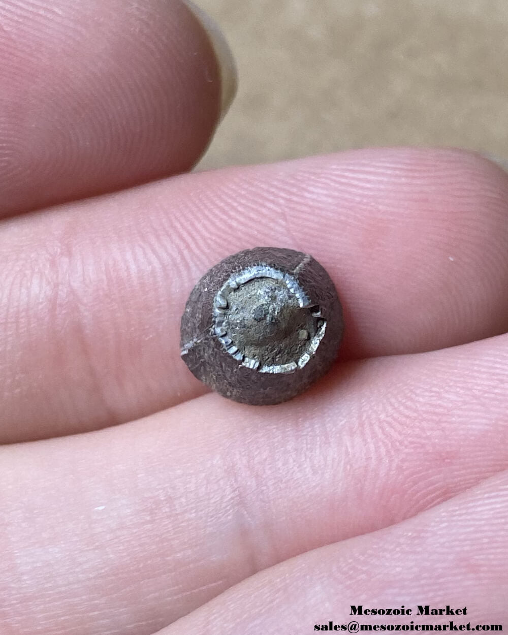 An image of a small fossilized tooth from the giant extinct alligator, Deinosuchus.