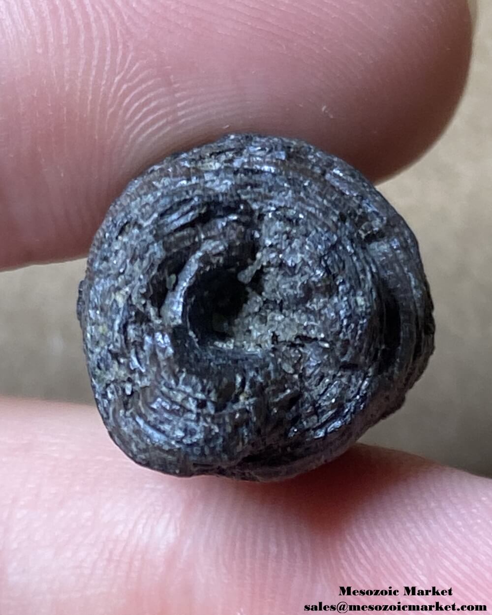 An image of a fossilized tooth cross-section from the giant extinct alligator, Deinosuchus.