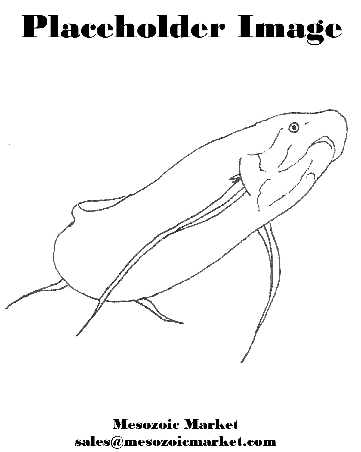 Placeholder Image of a hand drawn lungfish.