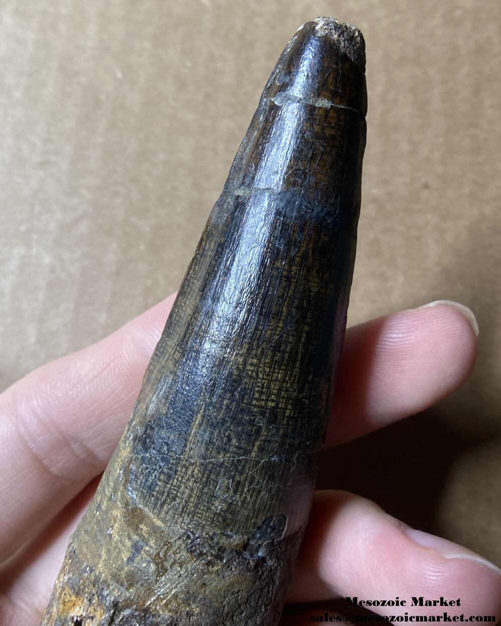 An image of a large fossilized tooth from a spinosaurid dinosaur. #MAR12861-9