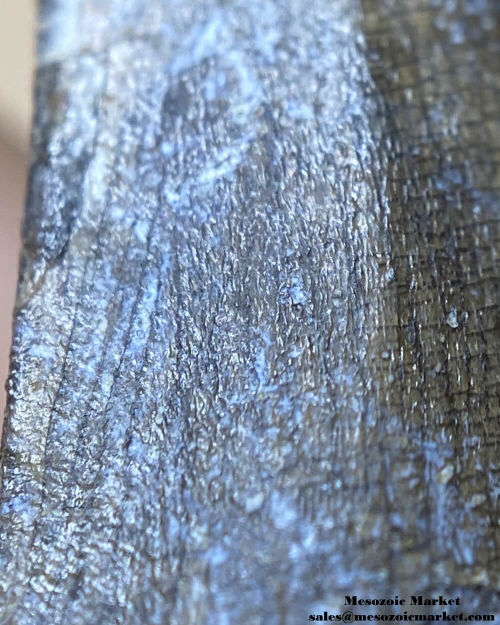 An image of a closeup view of the vein-like enamel texture of a fossilized tooth from a Suchomimus dinosaur.