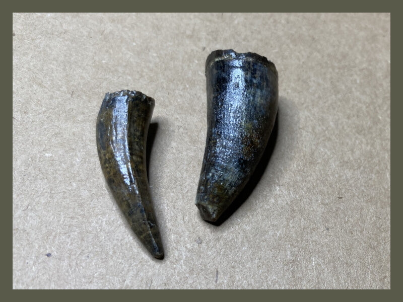 Fossilized crocodylomorph teeth.