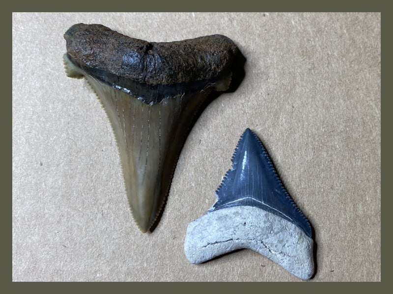 Fossilized pair of shark teeth.