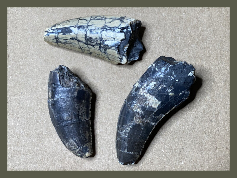 Fossilized dinosaur teeth from megalosaurid theropods.