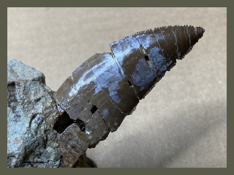 Fossilized dinosaur tooth from a large theropod.