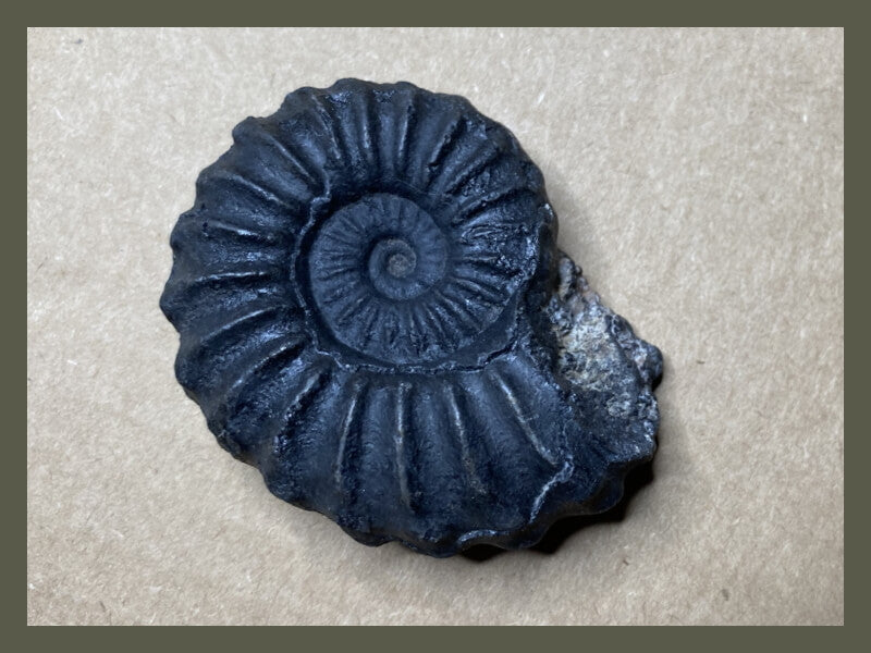 Fossilized ammonite shell.