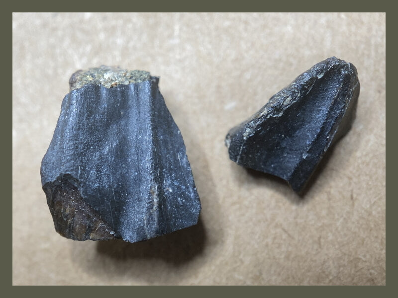 Fossilized pair of dinosaur teeth from an ornithischian.