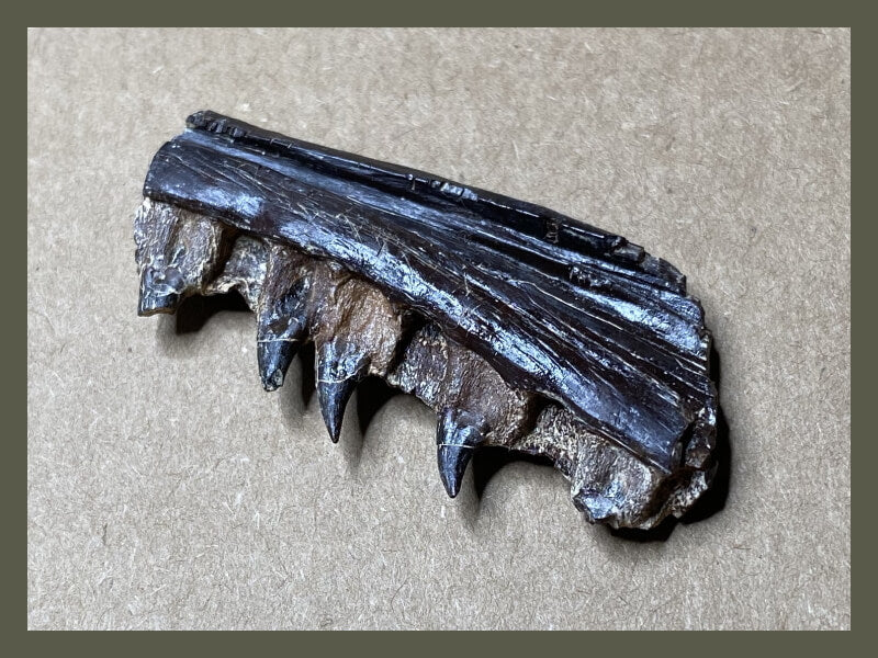 Fossilized marine reptile jaw from a Tethysaurus mosasaur.