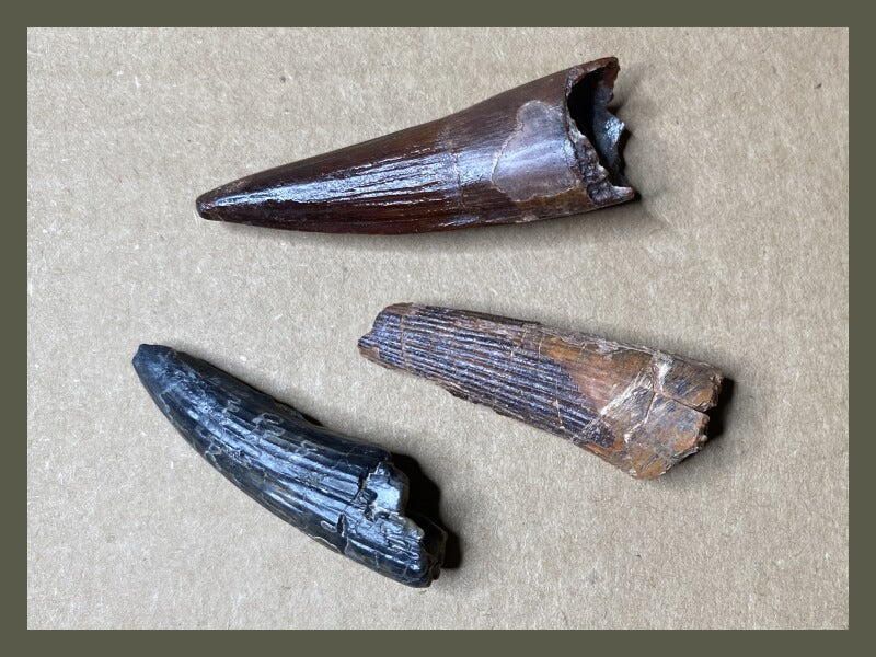 Fossilized dinosaur teeth from spinosaurid theropods.