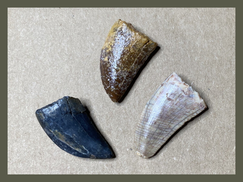 Fossilized dinosaur teeth from allosauroid theropods.