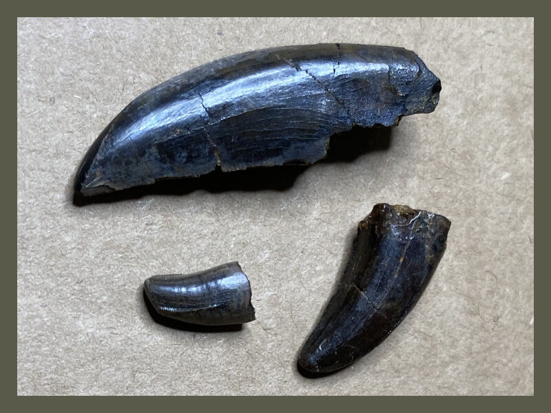 Fossilized dinosaur teeth from tyrannosaurid theropods.