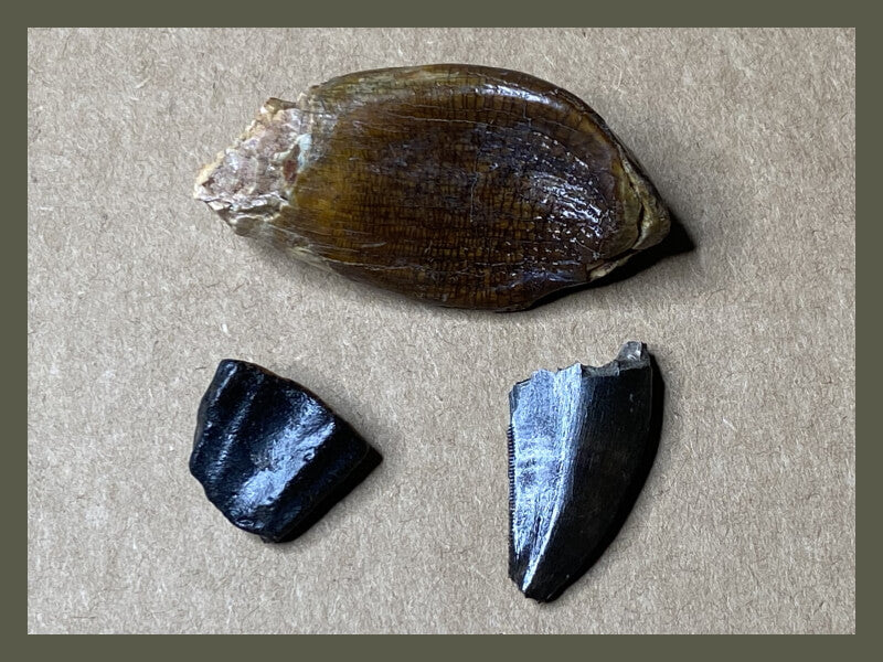 Fossilized dinosaur teeth from a sauropod, theropod, and ornithischian.