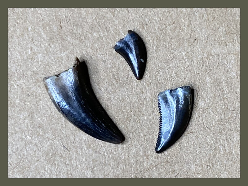 Fossilized dinosaur teeth from dromaeosaurid raptor theropods.