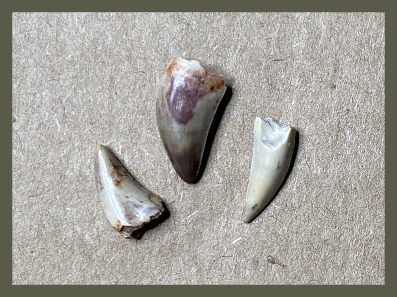 Fossilized dinosaur teeth from early theropods.