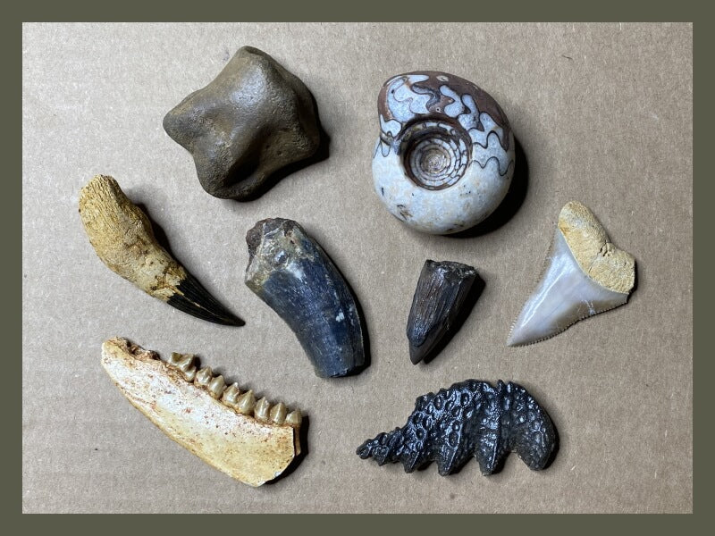 Assorted group of fossilized teeth and bones from dinosaurs, reptiles, sharks, fish, and mammals.