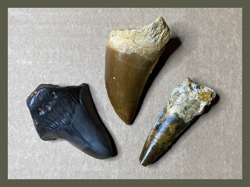 Mesozoic Market Fossils for Sale