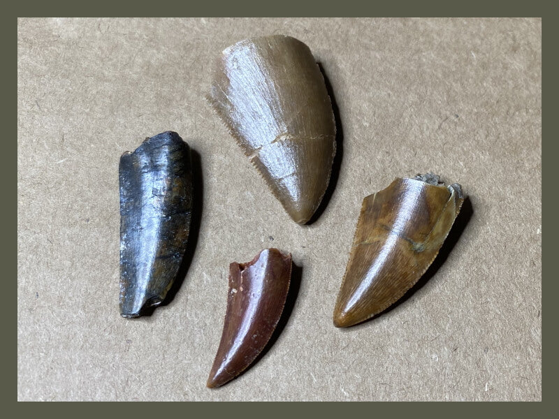 Fossilized dinosaur teeth from abelisaurid theropods.