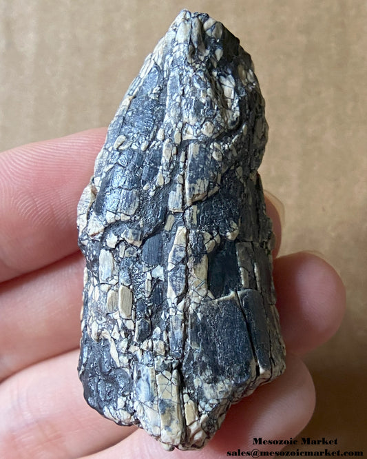 An image of a fossilized tooth from an Afrovenator dinosaur. #NER05523-1