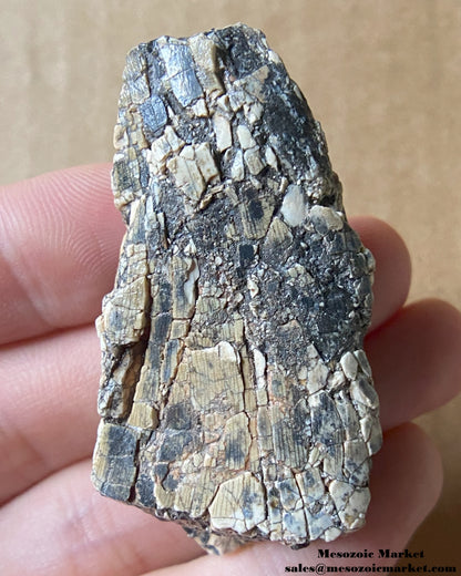 An image of a fossilized tooth from an Afrovenator dinosaur. #NER05523-2