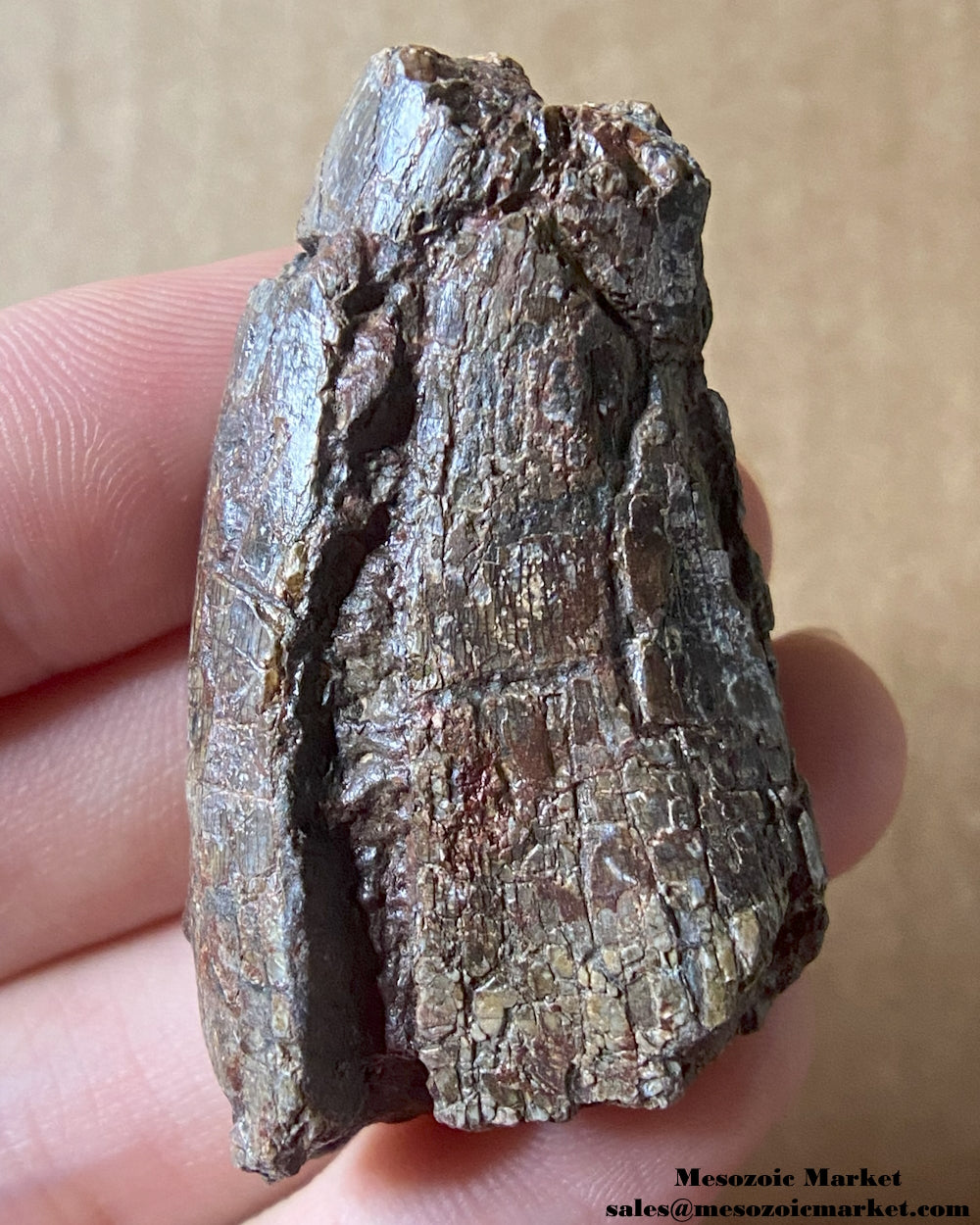 An image of a fossilized tooth from an Afrovenator dinosaur. #NER20844-1