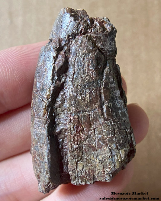 An image of a fossilized tooth from an Afrovenator dinosaur. #NER20844-1