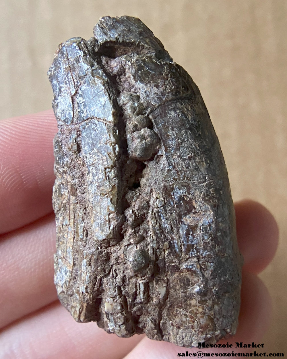 An image of a fossilized tooth from an Afrovenator dinosaur. #NER20844-2