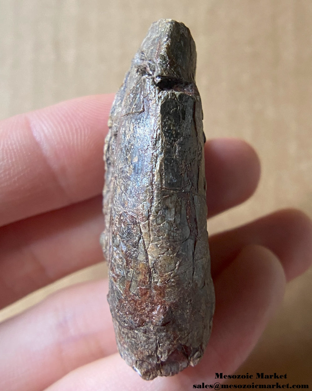 An image of a fossilized tooth from an Afrovenator dinosaur. #NER20844-3