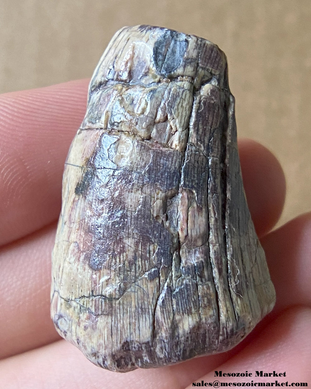 An image of a fossilized tooth from an unknown theropod dinosaur. #NER58794-1