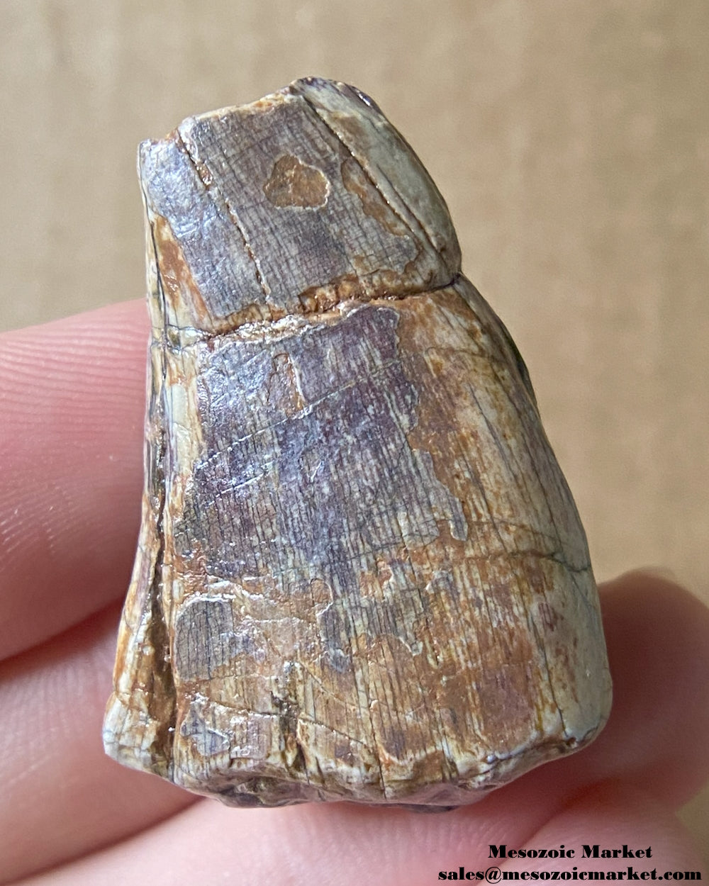 An image of a fossilized tooth from an unknown theropod dinosaur. #NER58794-2