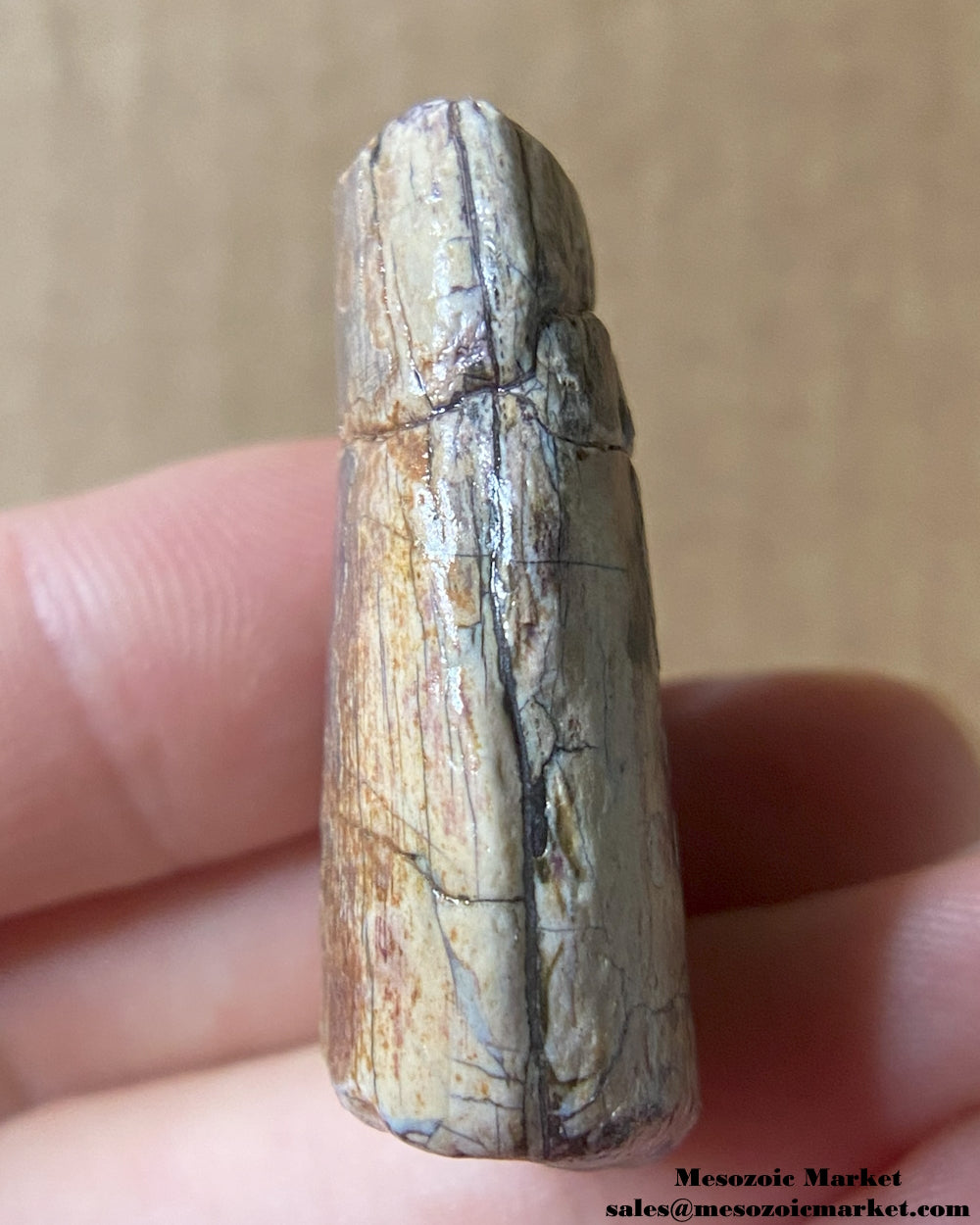 An image of a fossilized tooth from an unknown theropod dinosaur. #NER58794-3