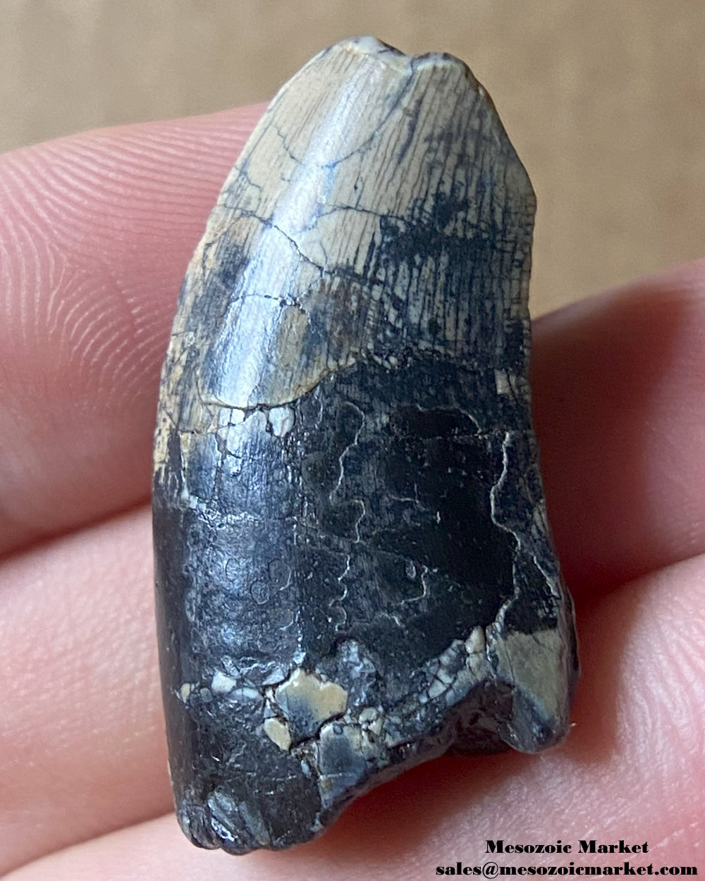 An image of a fossilized tooth from an Afrovenator dinosaur. #NER68732-1