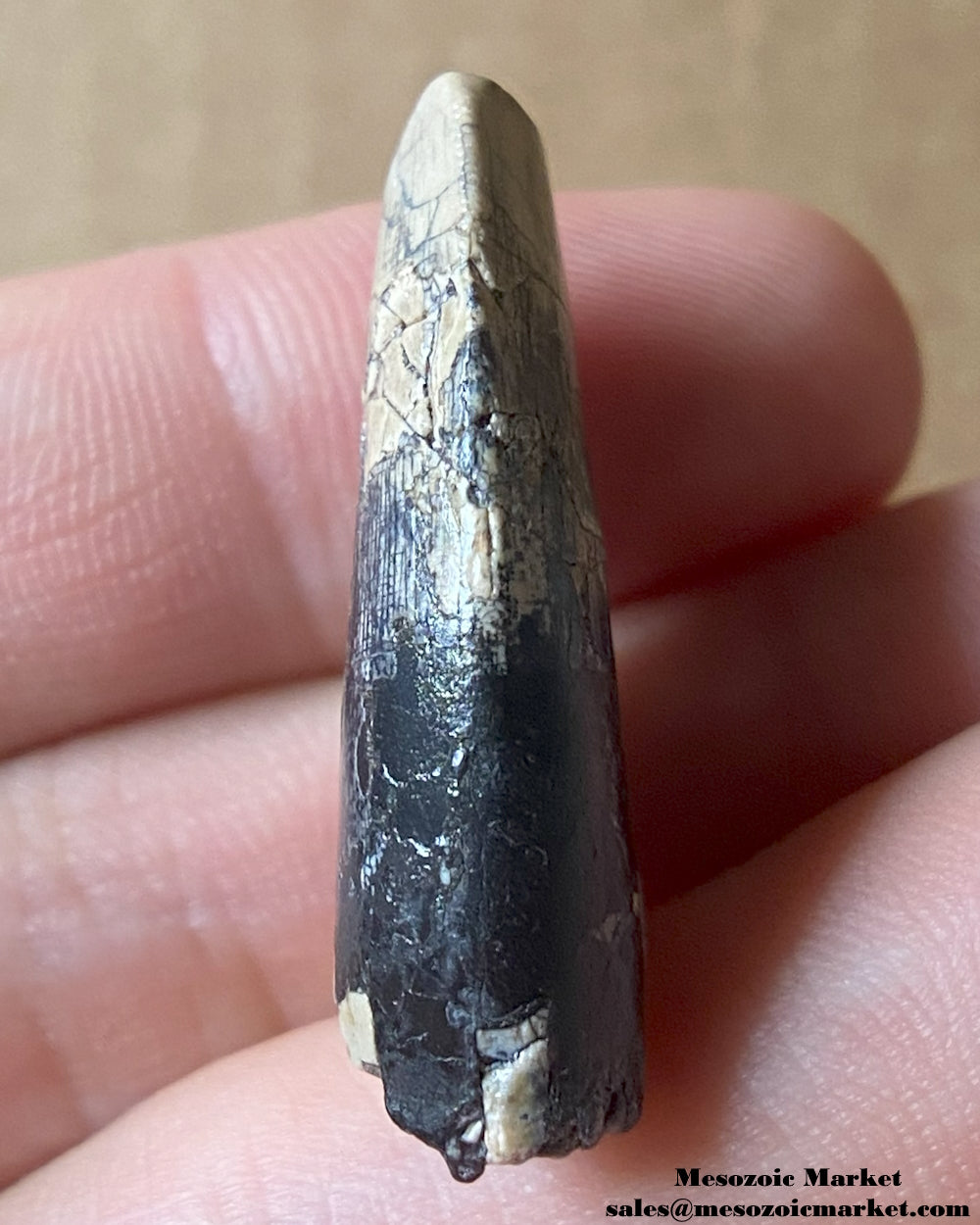 An image of a fossilized tooth from an Afrovenator dinosaur. #NER68732-3