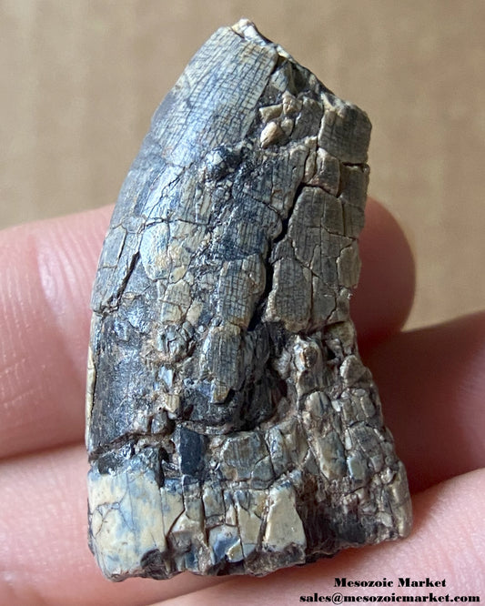 An image of a fossilized tooth from an Afrovenator dinosaur. #NER71710-1