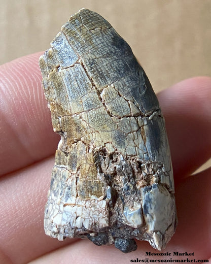 An image of a fossilized tooth from an Afrovenator dinosaur. #NER71710-2