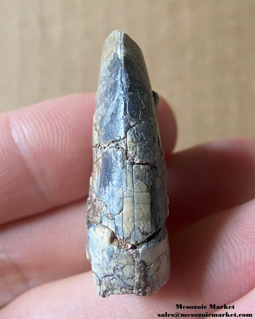 An image of a fossilized tooth from an Afrovenator dinosaur. #NER71710-3