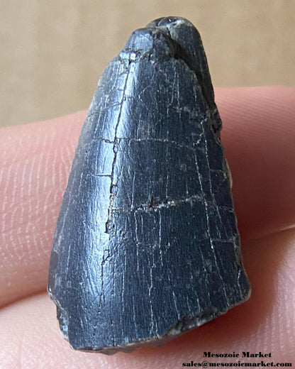 An image of a fossilized tooth from an unknown theropod dinosaur. #NER90674-1