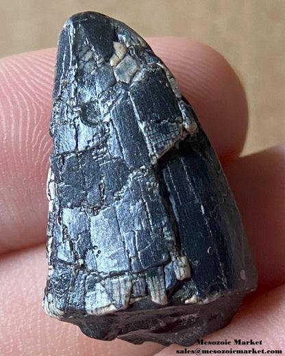 An image of a fossilized tooth from an unknown theropod dinosaur. #NER90674-2