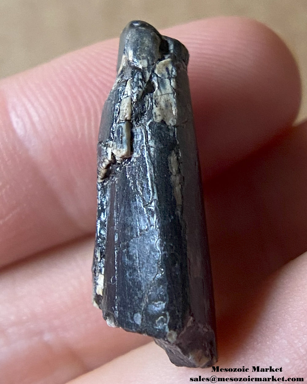 An image of a fossilized tooth from an unknown theropod dinosaur. #NER90674-3