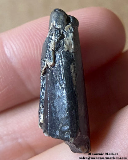 An image of a fossilized tooth from an unknown theropod dinosaur. #NER90674-3