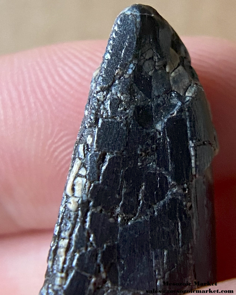 An image of a fossilized tooth from an unknown theropod dinosaur. #NER90674-5