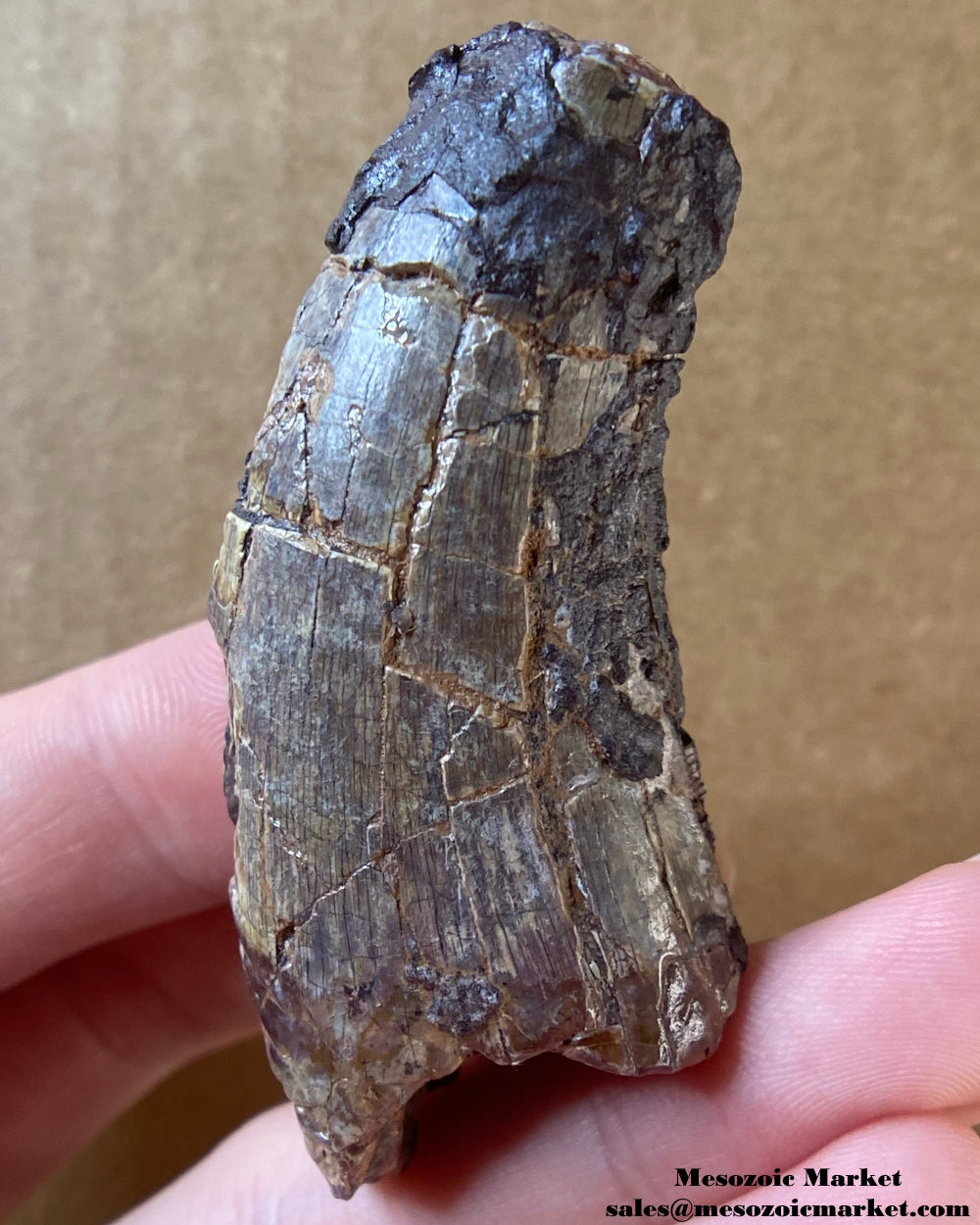 An image of an Afrovenator dinosaur tooth from the Middle Jurassic Irhazer Group. NERSP06_1