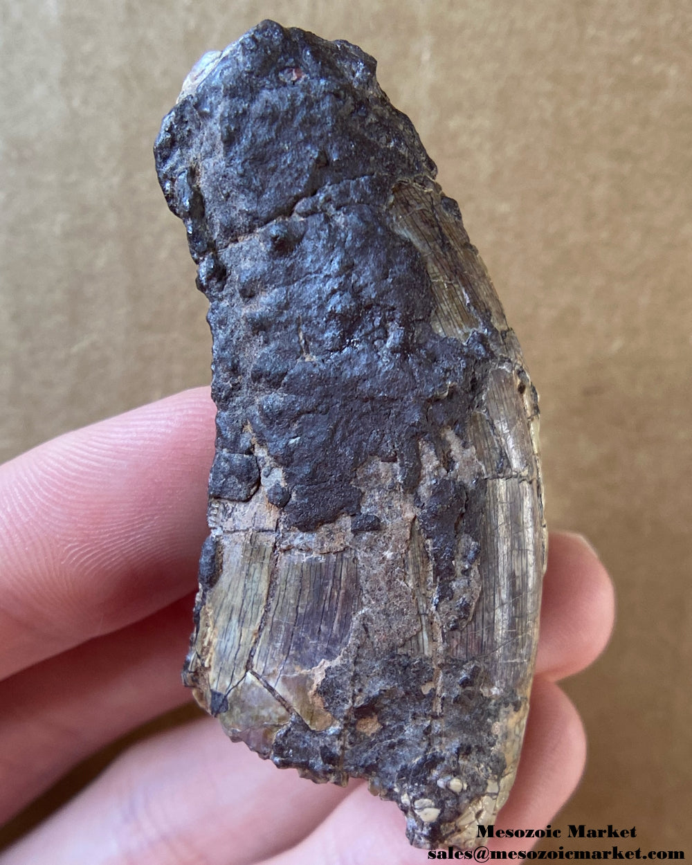 An image of an Afrovenator dinosaur tooth from the Middle Jurassic Irhazer Group. NERSP06_2