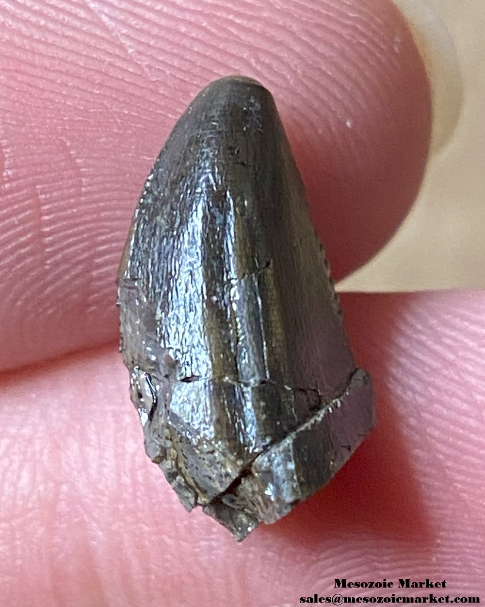 An image of a Ceratosaurus dinosaur tooth.