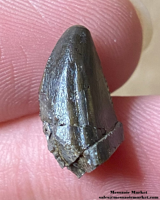 An image of a Ceratosaurus dinosaur tooth.