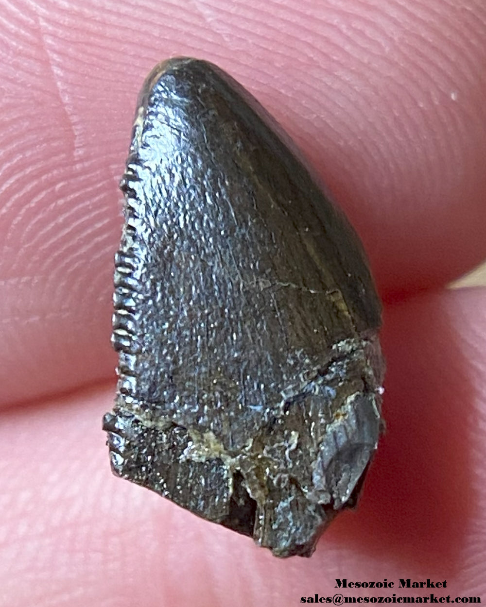 An image of a Ceratosaurus dinosaur tooth.