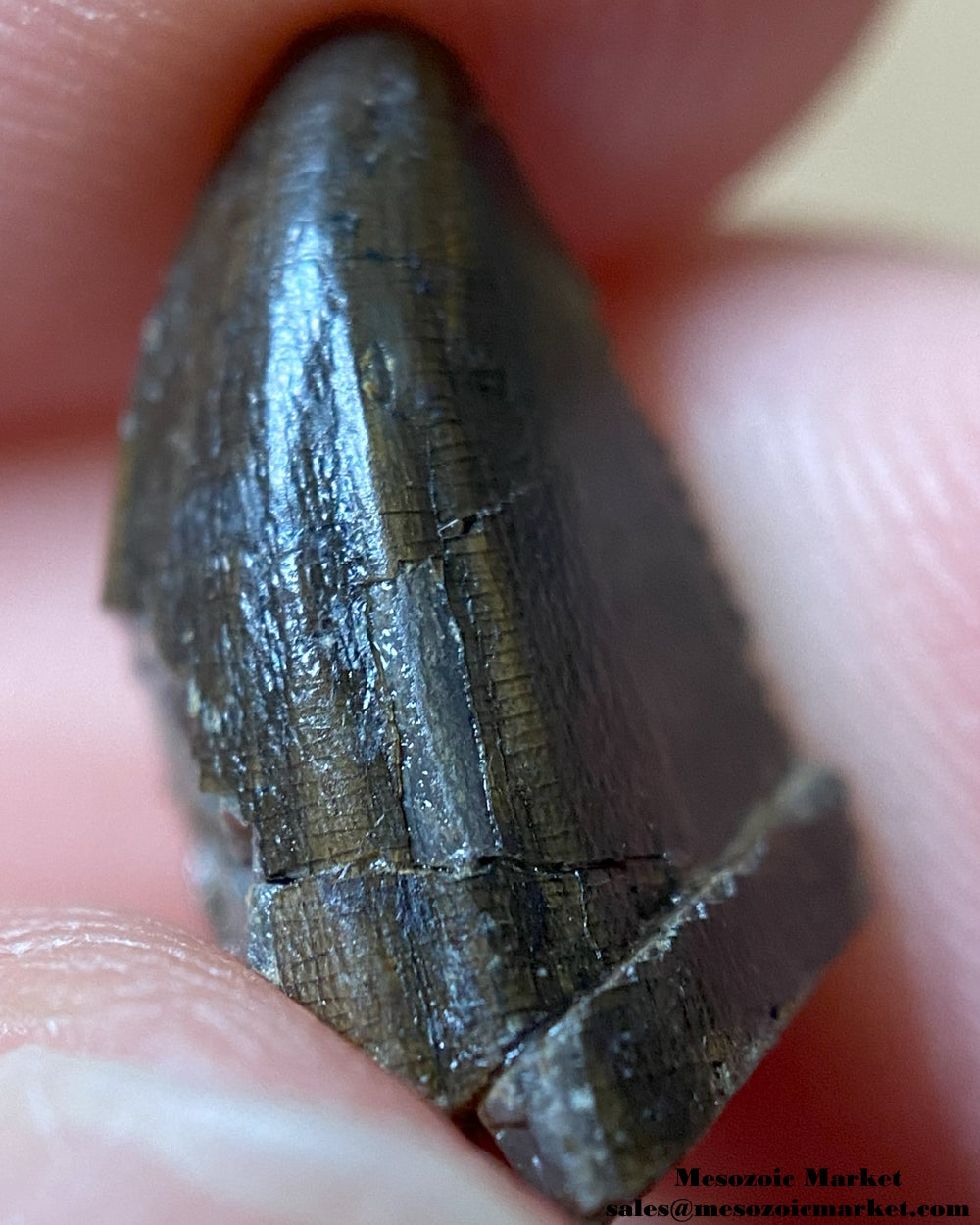 An image of a Ceratosaurus dinosaur tooth.