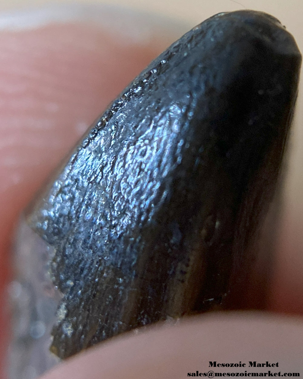 An image of a Ceratosaurus dinosaur tooth.