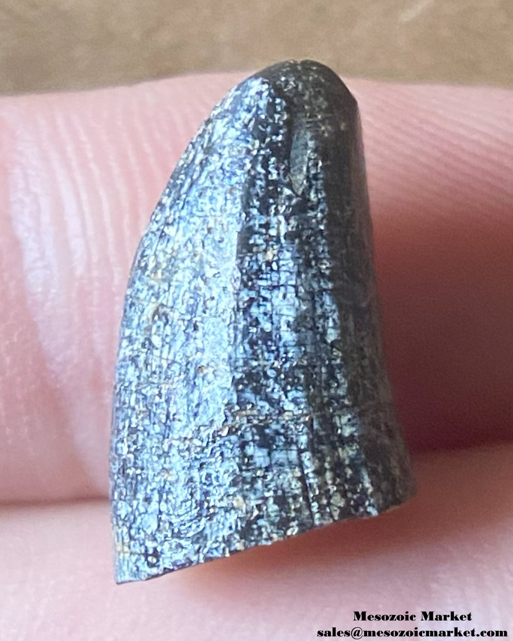 An image of a Ceratosaurus dinosaur tooth. #NERSP03-1