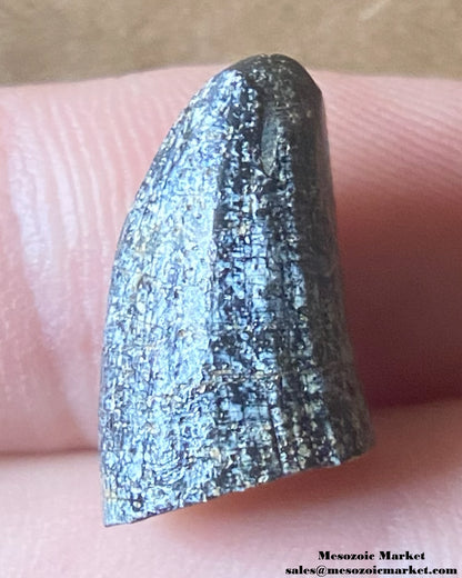 An image of a Ceratosaurus dinosaur tooth. #NERSP03-1