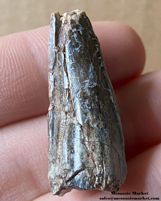 An image of a worn fossilized tooth from a crocodylomorph. #NER24636-1